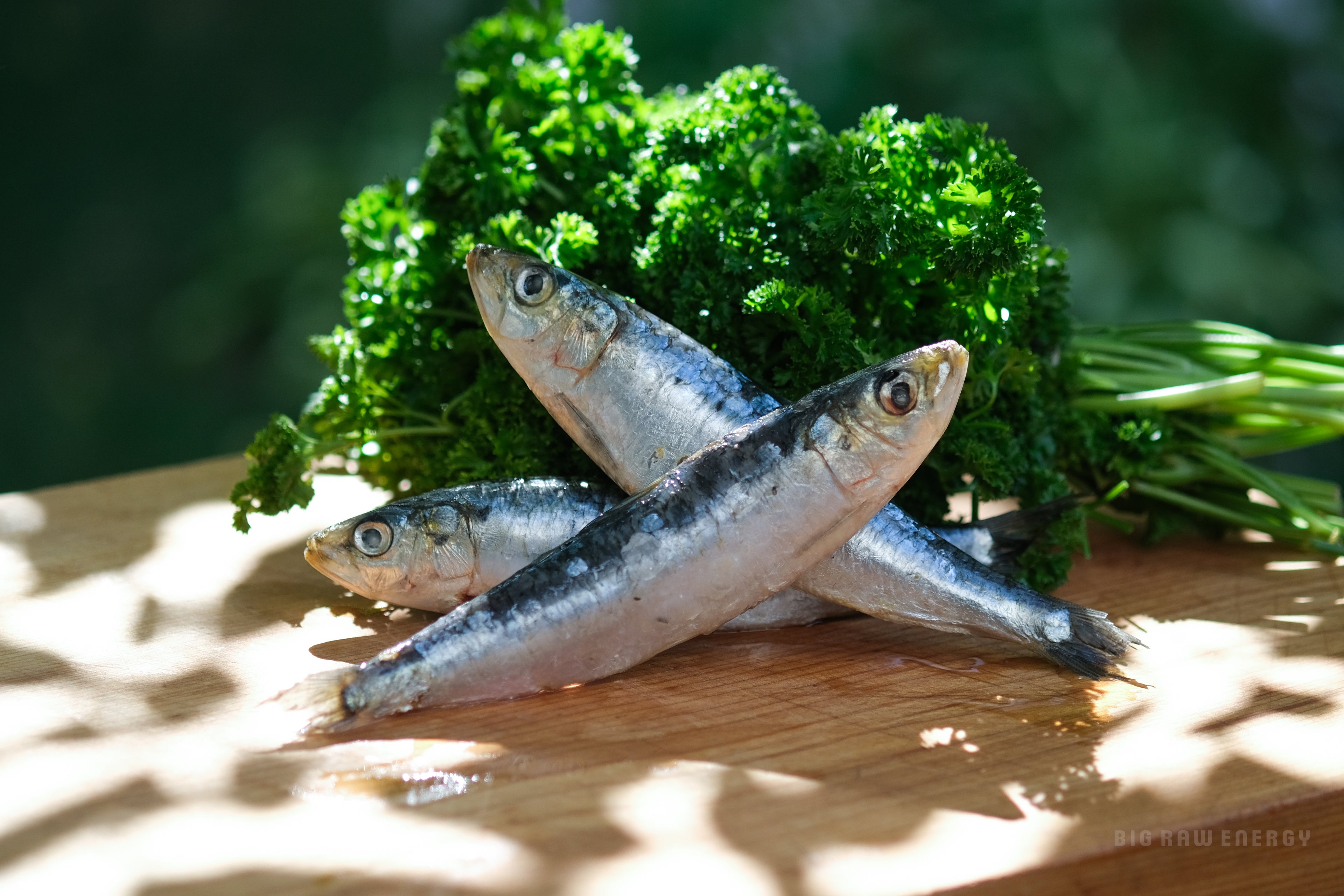 Raw Whole Sardines for Dogs