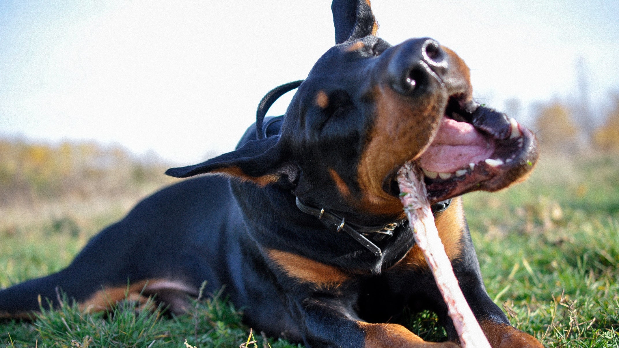 a doberman dog chewing a raw bone on the grass